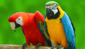 Parrots