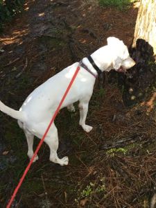 8608a5e6-d1a8-4f63-b450-036f8ab3884d