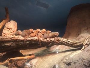 Maybe we need to lean into each other like this family of mongooses. And yes, that's the plural of mongoose.