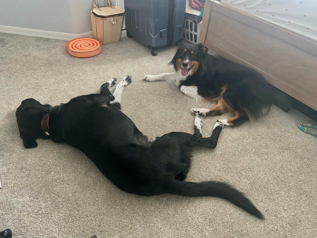 I’ll Be Dog&nbsp;Gone