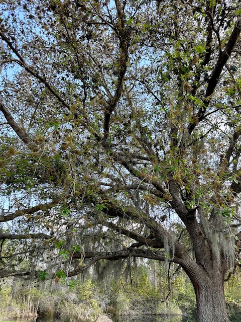 The Bearded Shepherd