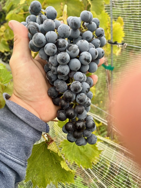 You Reap What You&nbsp;Plant