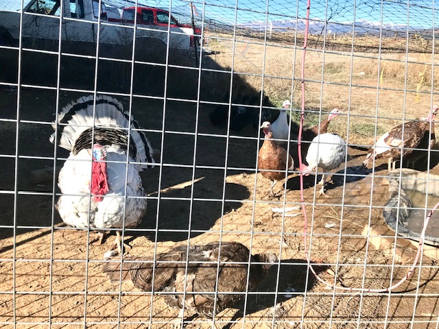 Compassionate Turkeys?