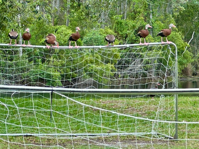 The Collaboration Club